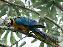 Blue-and-yellow Macaw