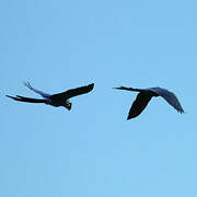 Hyacinth Macaw