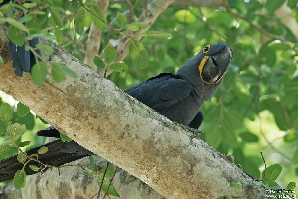 Hyacinth Macawadult, identification