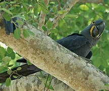 Hyacinth Macaw