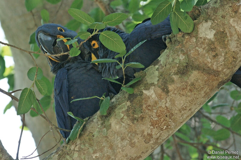 Hyacinth Macaw adult post breeding, identification, Behaviour