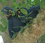 Hyacinth Macaw