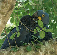 Hyacinth Macaw