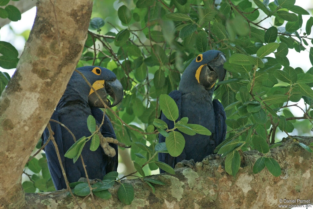 Hyacinth Macaw adult post breeding, identification, Behaviour