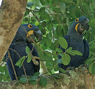 Hyacinth Macaw