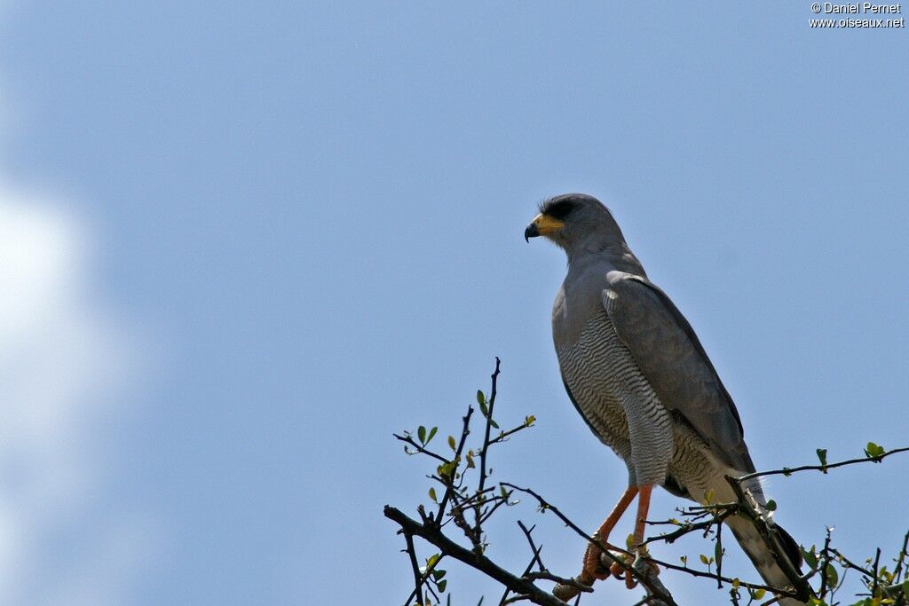 Eastern Chanting Goshawkadult, identification