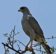 Eastern Chanting Goshawk