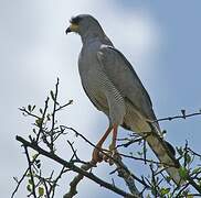 Eastern Chanting Goshawk