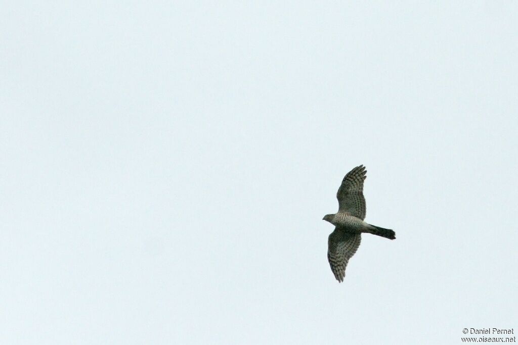 Eurasian Goshawkadult, Flight