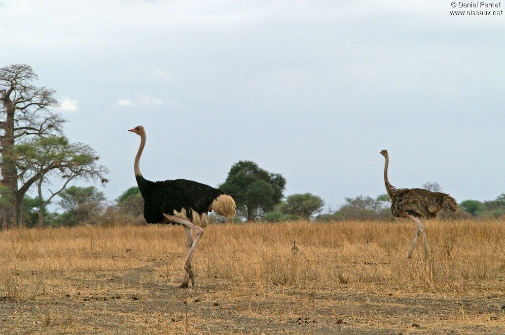 Autruche d'Afrique adulte, identification