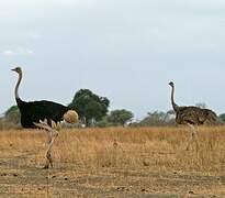 Common Ostrich