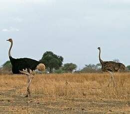 Autruche d'Afrique