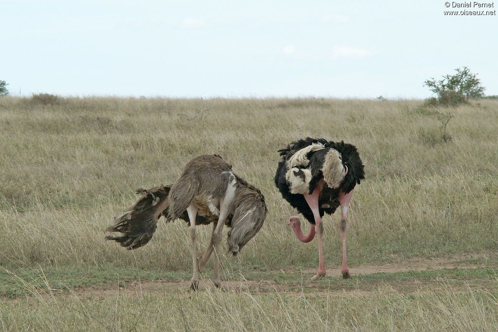 Common Ostrich adult, Behaviour