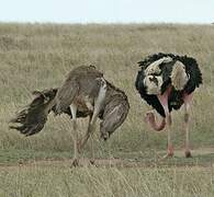 Common Ostrich