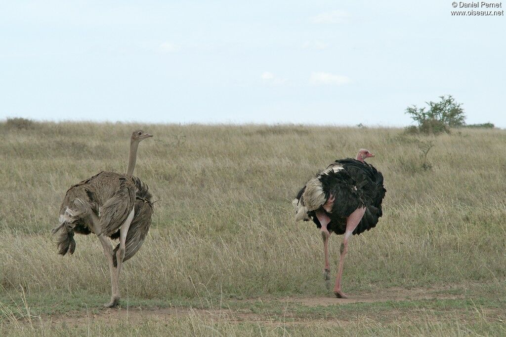 Common Ostrich adult, Behaviour