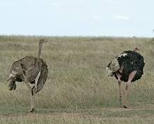 Common Ostrich