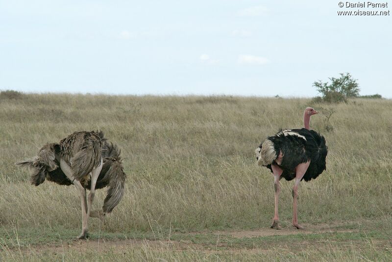 Common Ostrich adult, Behaviour