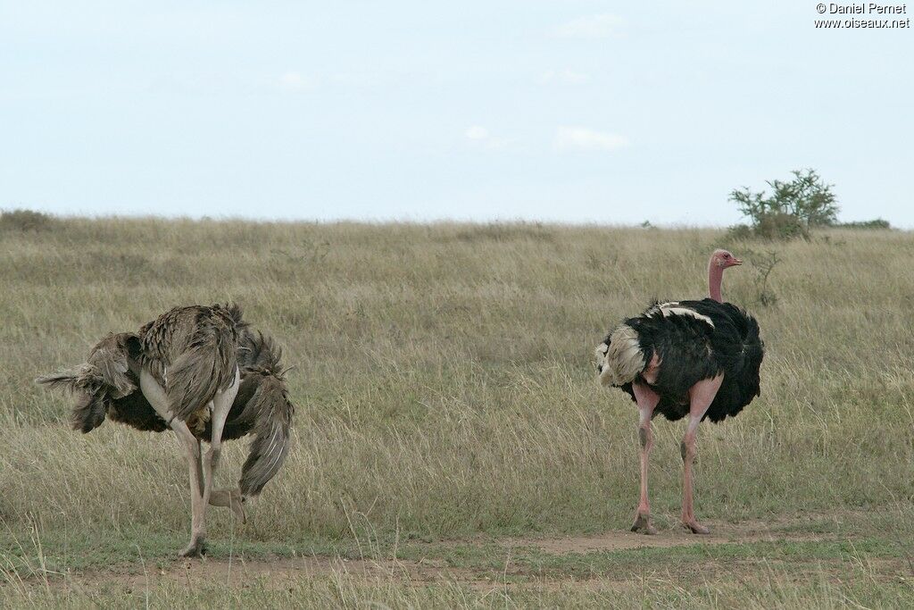 Common Ostrich adult, Behaviour