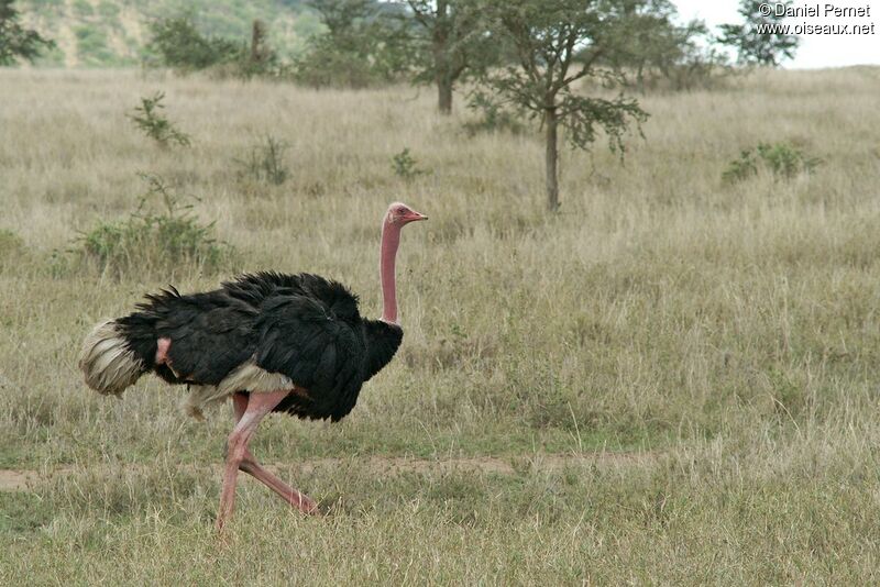Common Ostrich male adult, identification