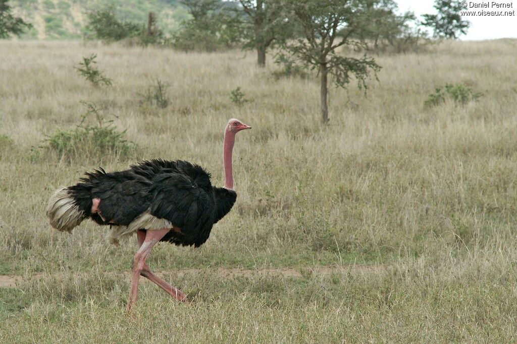 Autruche d'Afrique mâle adulte, identification