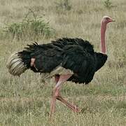 Common Ostrich