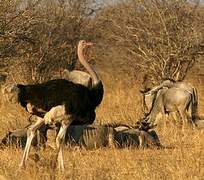 Common Ostrich