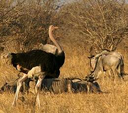 Autruche d'Afrique