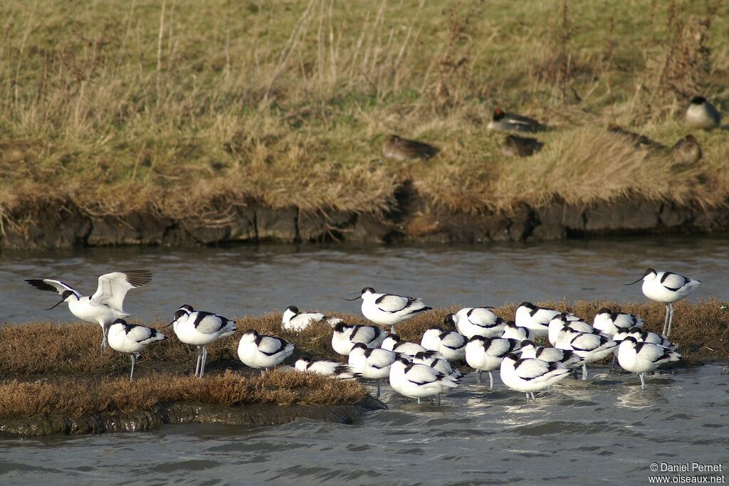 Avocette éléganteadulte internuptial, identification