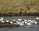 Avocette élégante