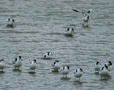 Avocette élégante