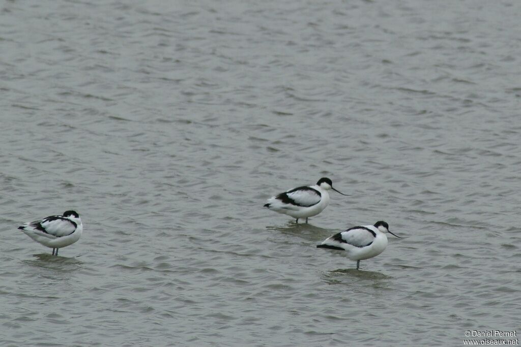 Pied Avocetadult post breeding