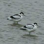 Avocette élégante