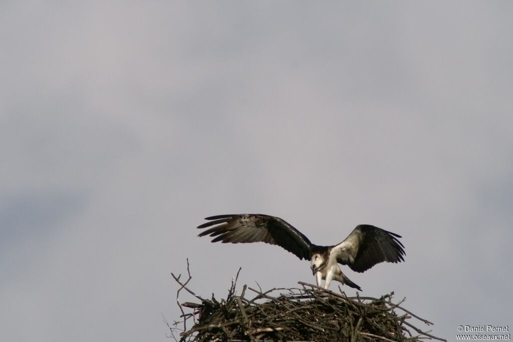 Balbuzard pêcheur femelle adulte, Nidification