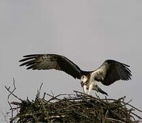 Western Osprey