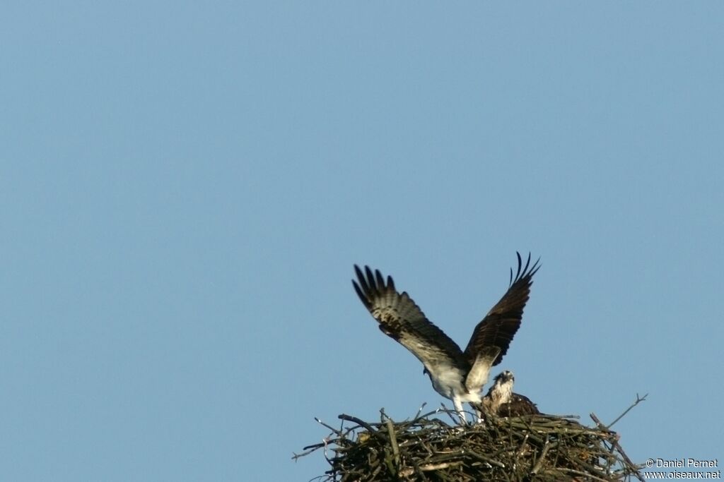 Osprey adult, Reproduction-nesting