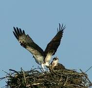 Western Osprey