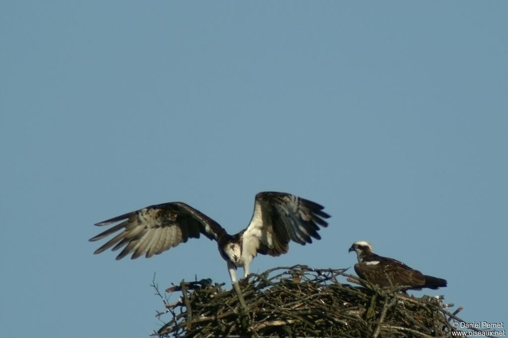 Western Osprey adult, Reproduction-nesting