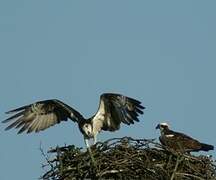 Western Osprey