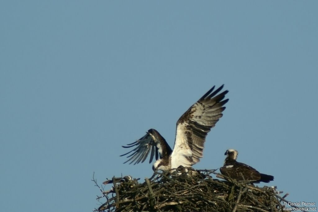 Western Osprey adult, Reproduction-nesting