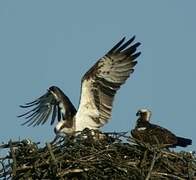 Western Osprey