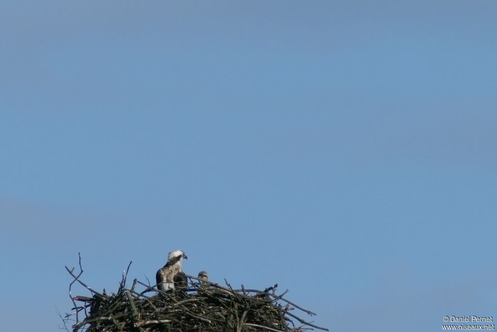 Western Osprey female adult, Reproduction-nesting