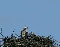 Western Osprey