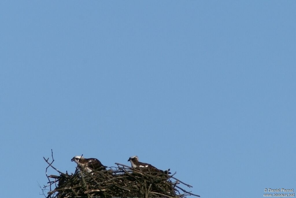 Western Osprey adult, Reproduction-nesting