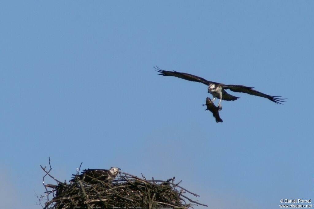 Western Osprey adult, Reproduction-nesting