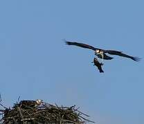 Western Osprey