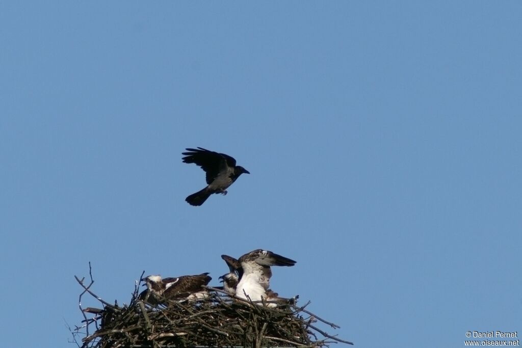 Western Osprey adult, Reproduction-nesting