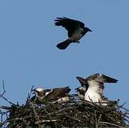 Western Osprey