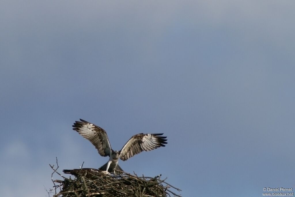 Western Osprey adult, Reproduction-nesting