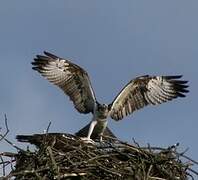 Western Osprey