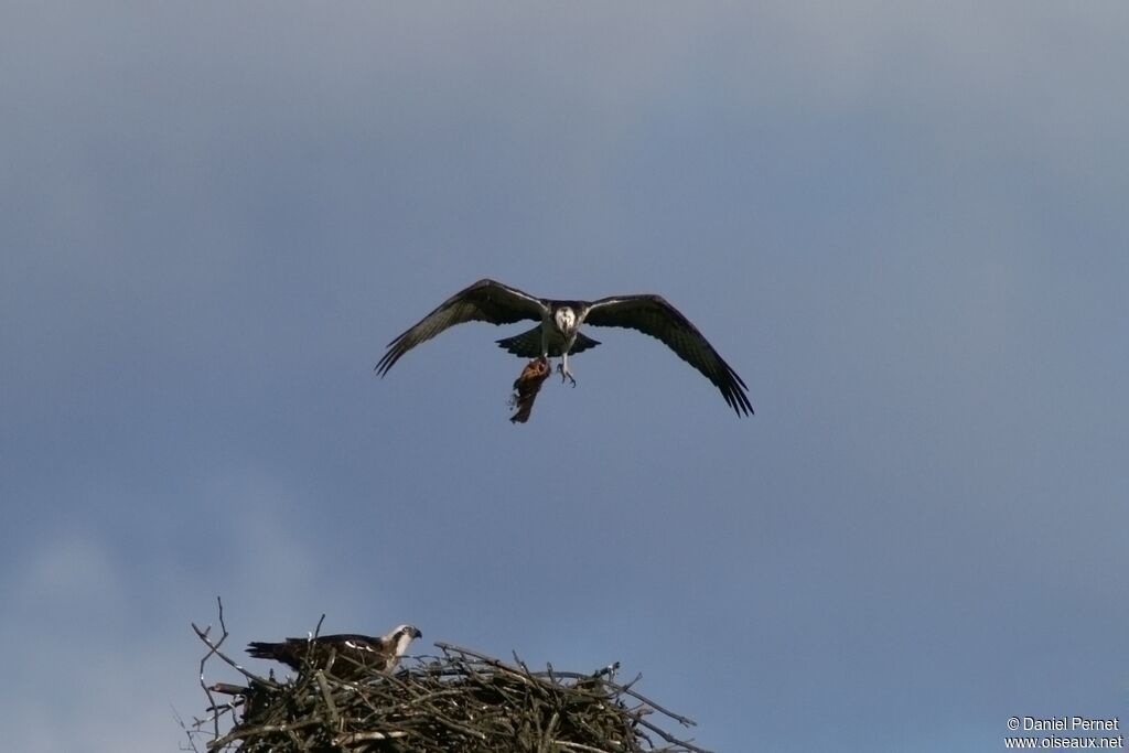 Western Osprey adult, Reproduction-nesting